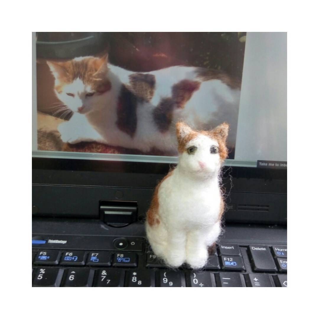 "Pepitao is perfect. Many thanks for all your hard work" Kate
#catsofinstagram #cat